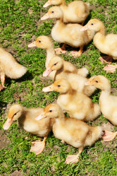 Similar image 2880334