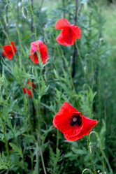 Similar image 2881442