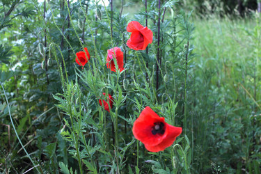 Similar image 2881452