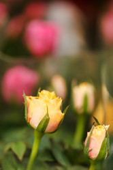 Similar image 2882596