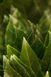 Similar image 2882686