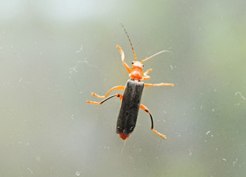 Similar image 2883104