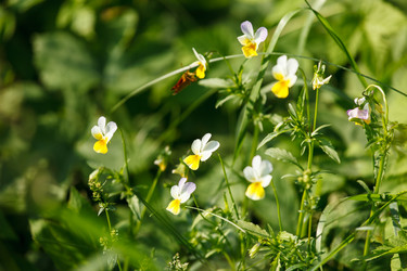 Similar image 2883198