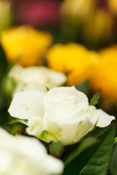 Similar image 2883282