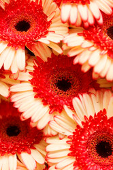 Similar image 2883284