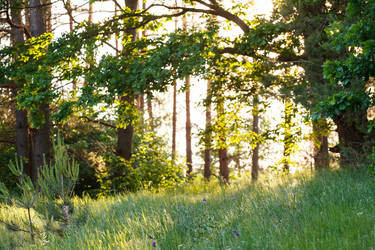 Similar image 2883292