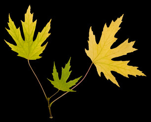 Similar image 2883335