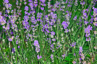 Similar image 2884351