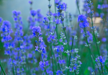 Similar image 2884352