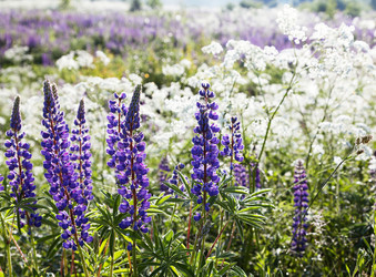 Similar image 2884470