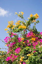 Similar image 2884572