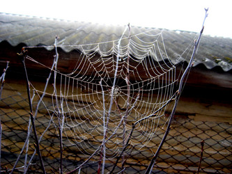 Similar image 2885296