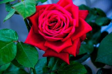 Similar image 2885345