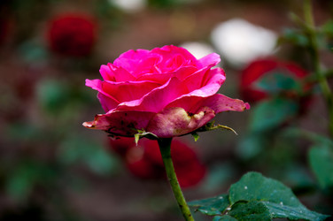 Similar image 2885355