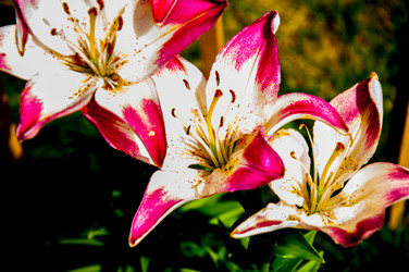 Similar image 2885376