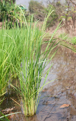 Similar image 2887416