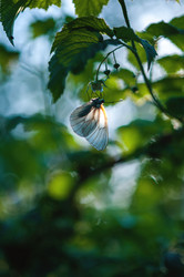 Similar image 2887461