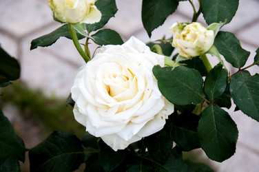 Similar image 2888757