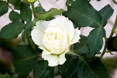 Similar image 2888759