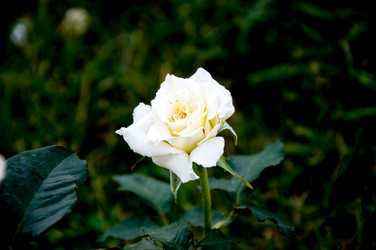 Similar image 2888764