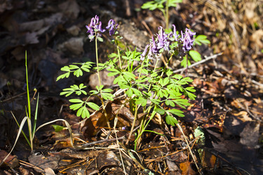 Similar image 2889356