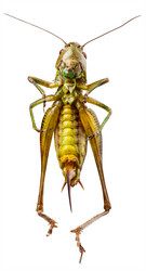 Similar image 2889411