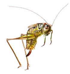 Similar image 2889421