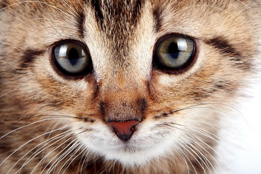 Similar image 2889650