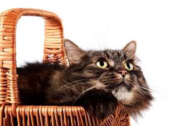 Similar image 2890277