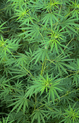 Similar image 2891538