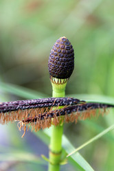 Similar image 2892036