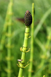 Similar image 2892038