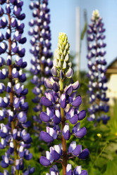 Similar image 2892157