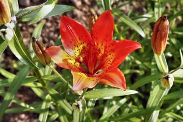 Similar image 2892161