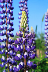 Similar image 2892176