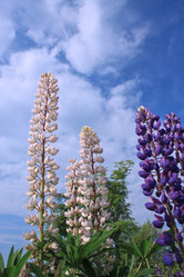 Similar image 2892186