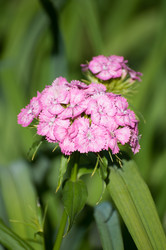 Similar image 2894054