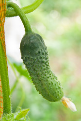 Similar image 2895007