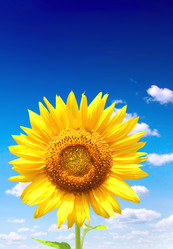 Similar image 2895361