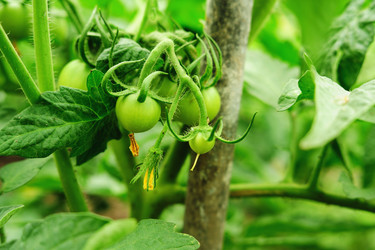 Similar image 2896025