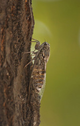 Similar image 2896904