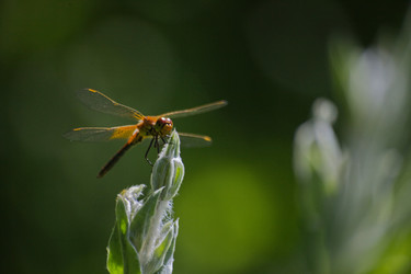 Similar image 2898364