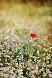 Similar image 2898493