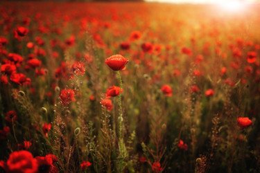 Similar image 2898725