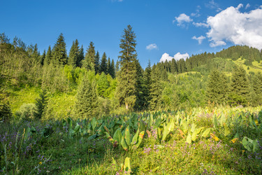 Similar image 2901021