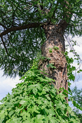 Similar image 2902014