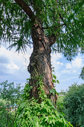 Similar image 2902019