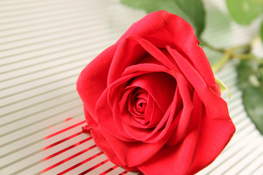 Similar image 2903499