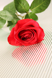 Similar image 2903505