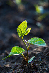 Similar image 2903882